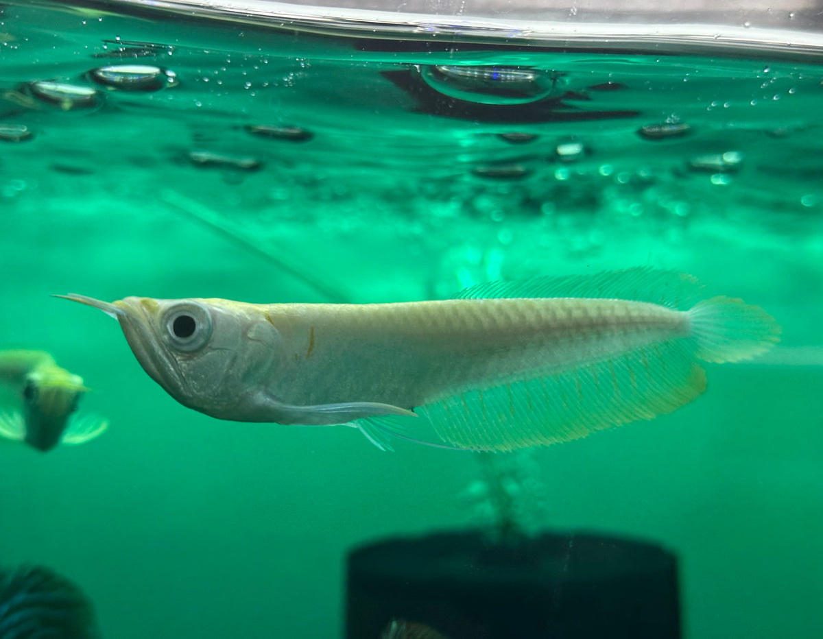 Bebé Albino Plata Arowana (4")