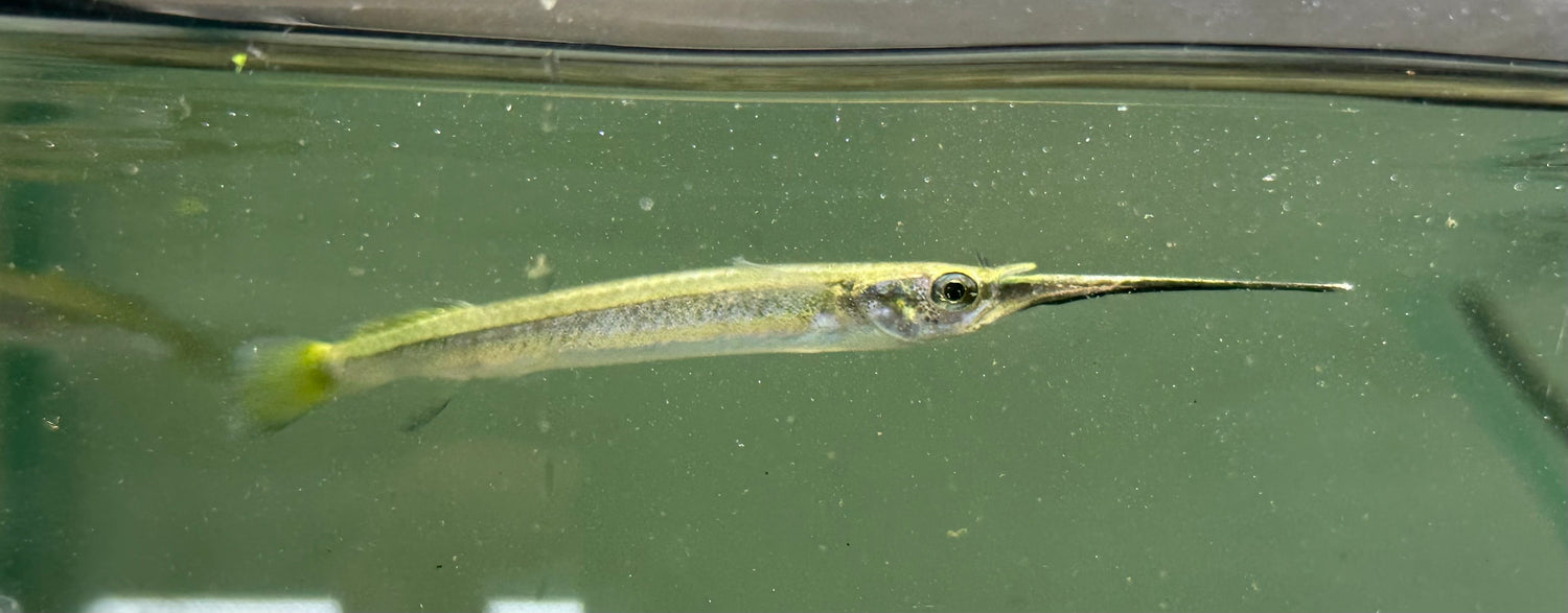 Dunckers River Gar (3-3.5”)