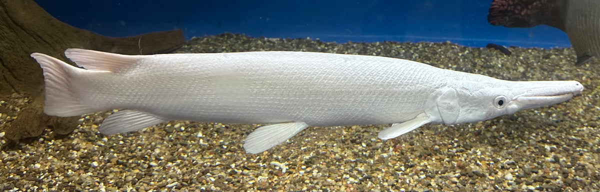 XL Platinum Alligator Gar (24”+)