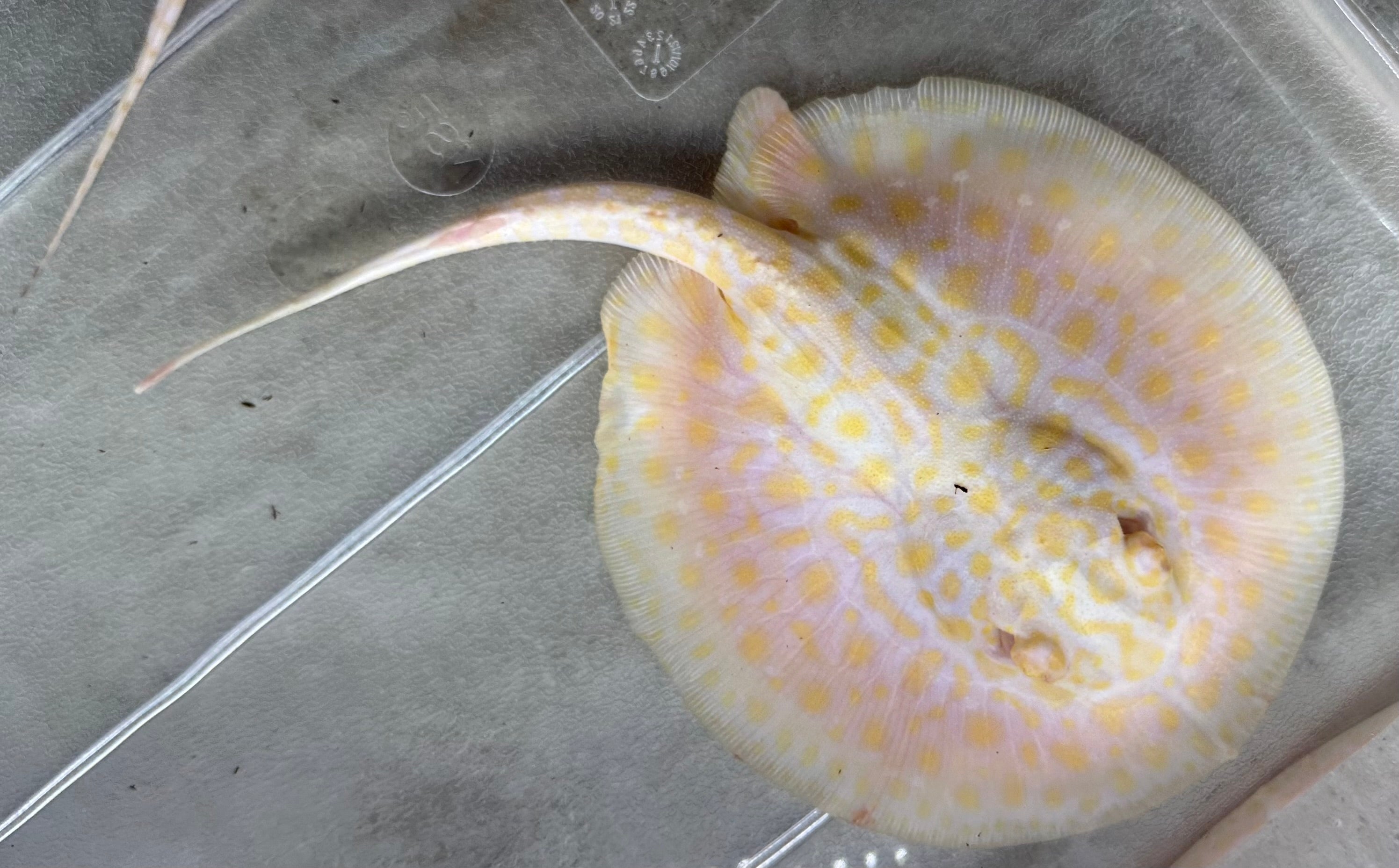 Albino Pearl Stingray (5”)