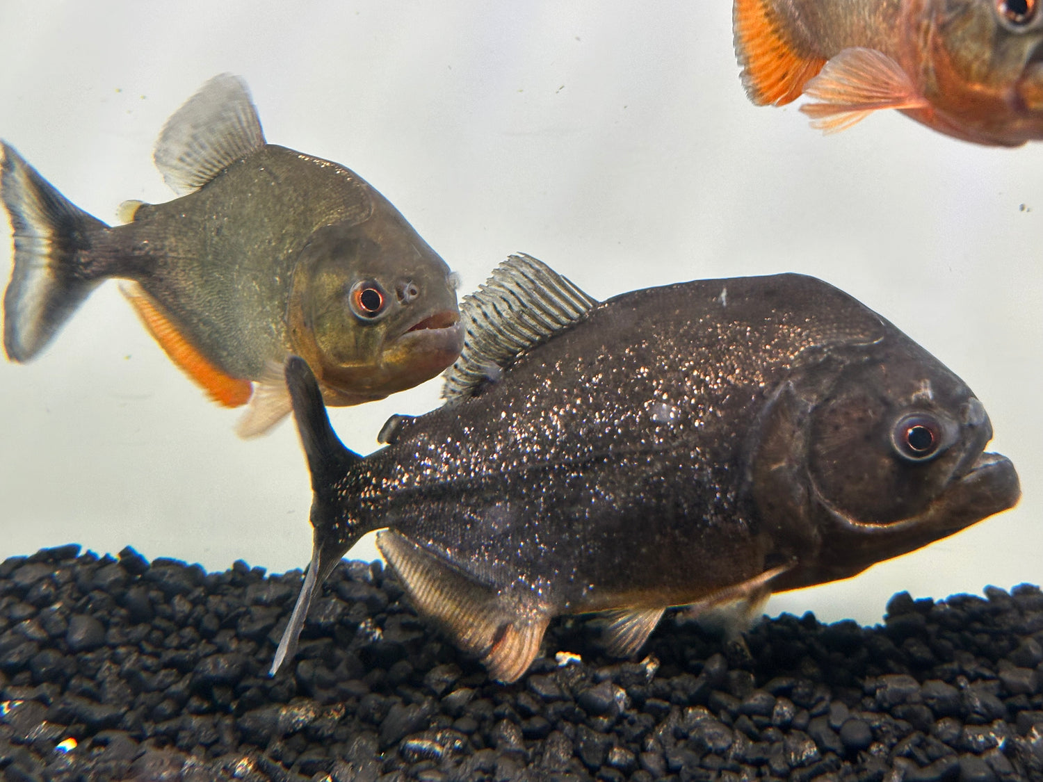 Purple Scale “Pygocentrus natteri” Piranha (5-6”)