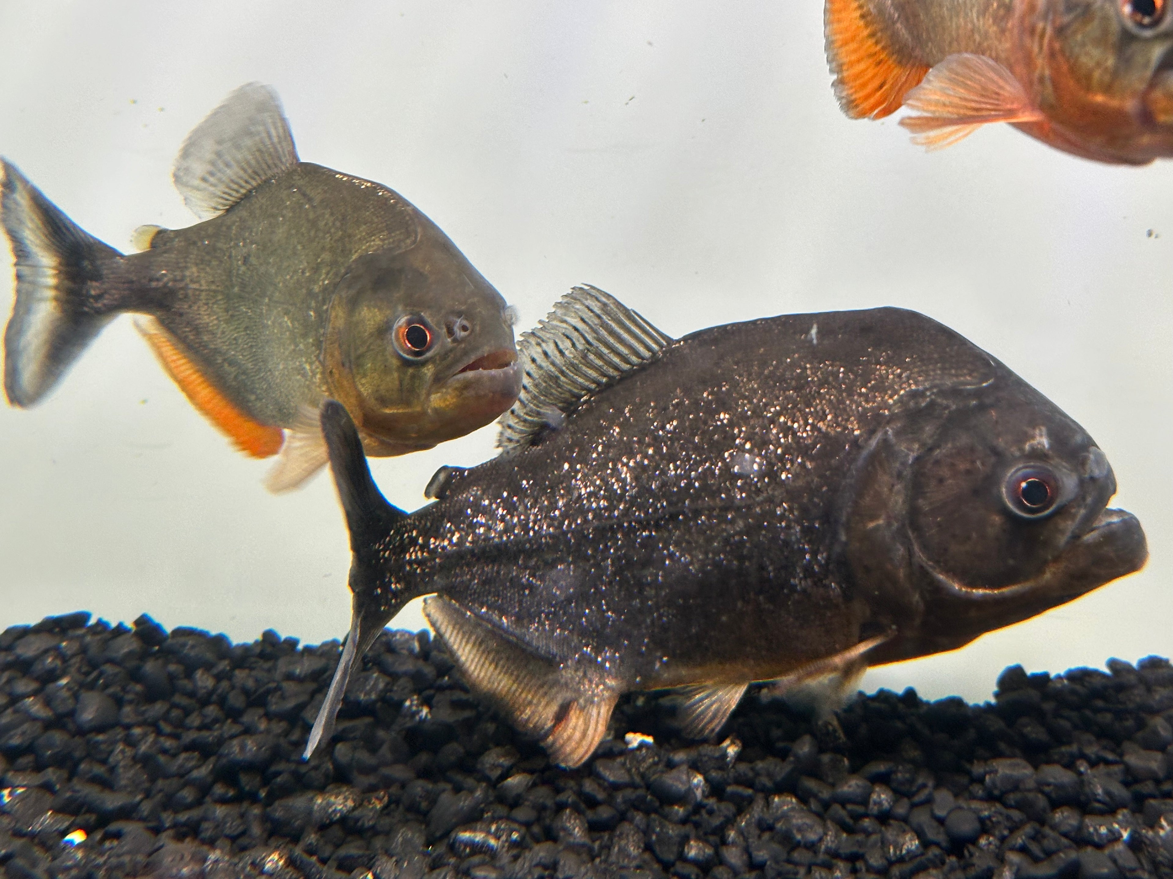 Purple Scale “Pygocentrus natteri” Piranha (5-6”)