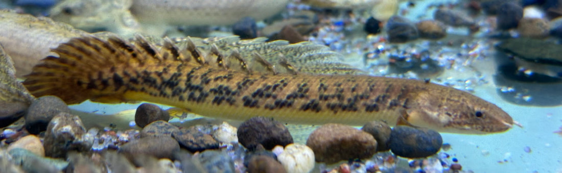 Teugelsi Polypterus (4-5”)