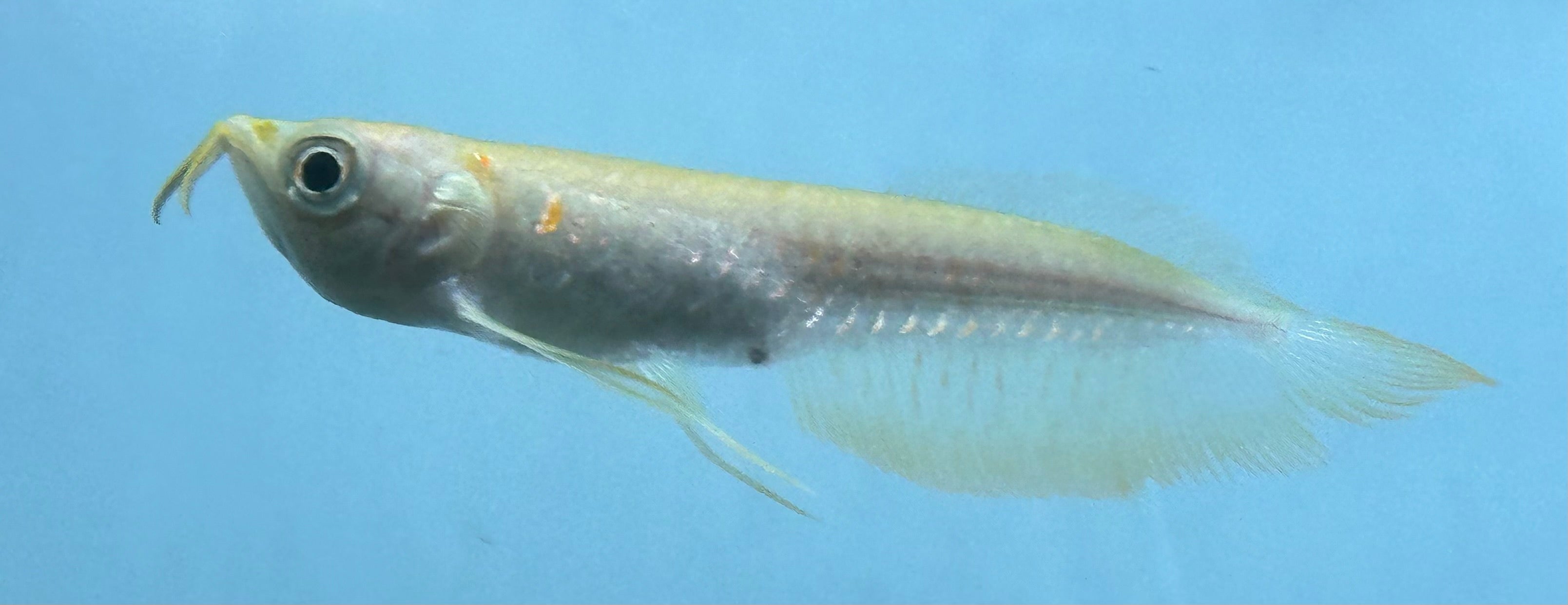Albino Silver Arowana (3.5-4”)