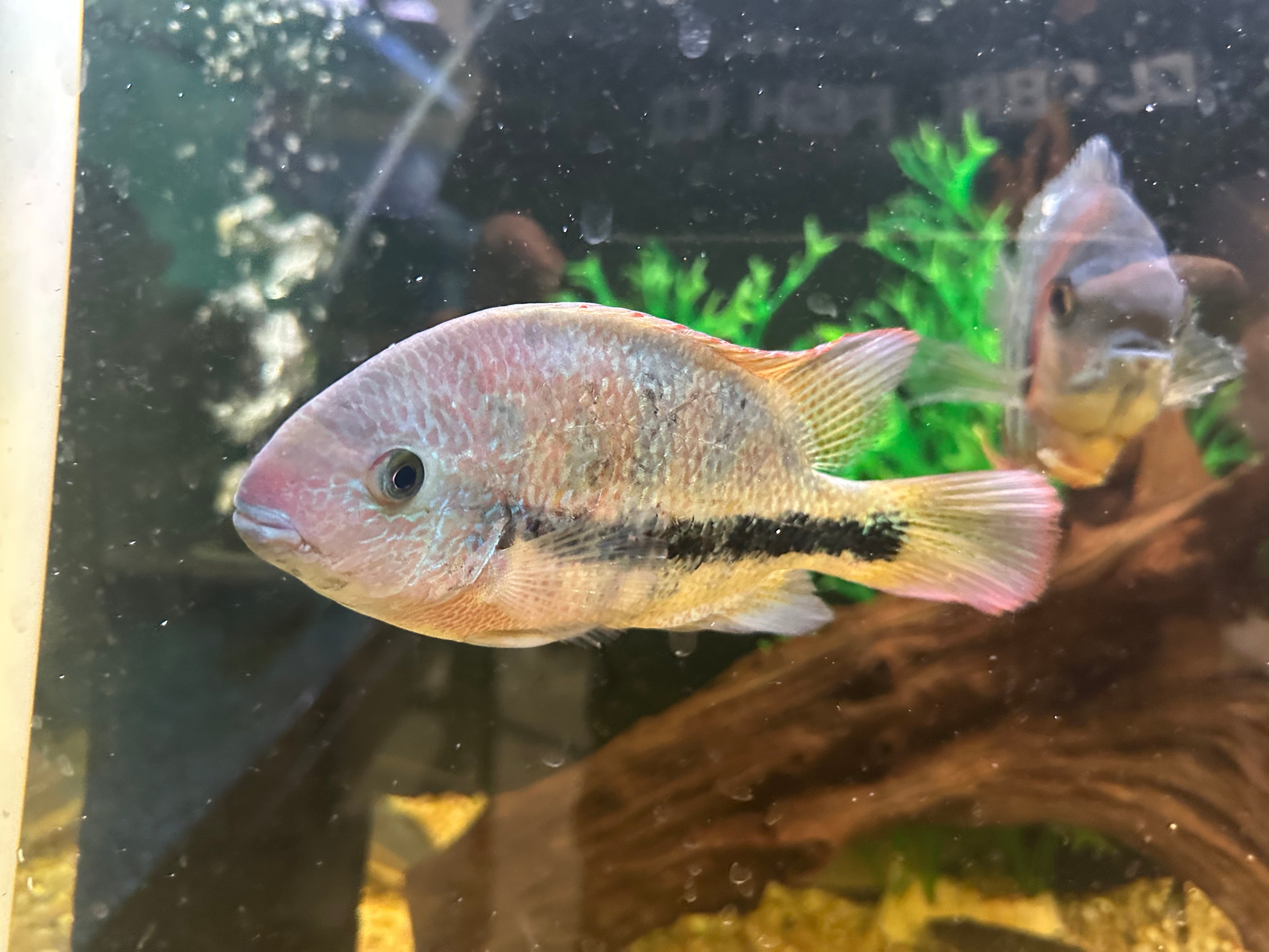 Hartwegi Vieja Cichlid (7”)
