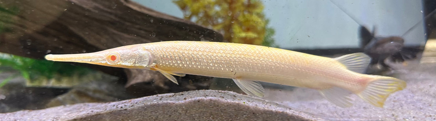 Albino Florida Gar (7”)