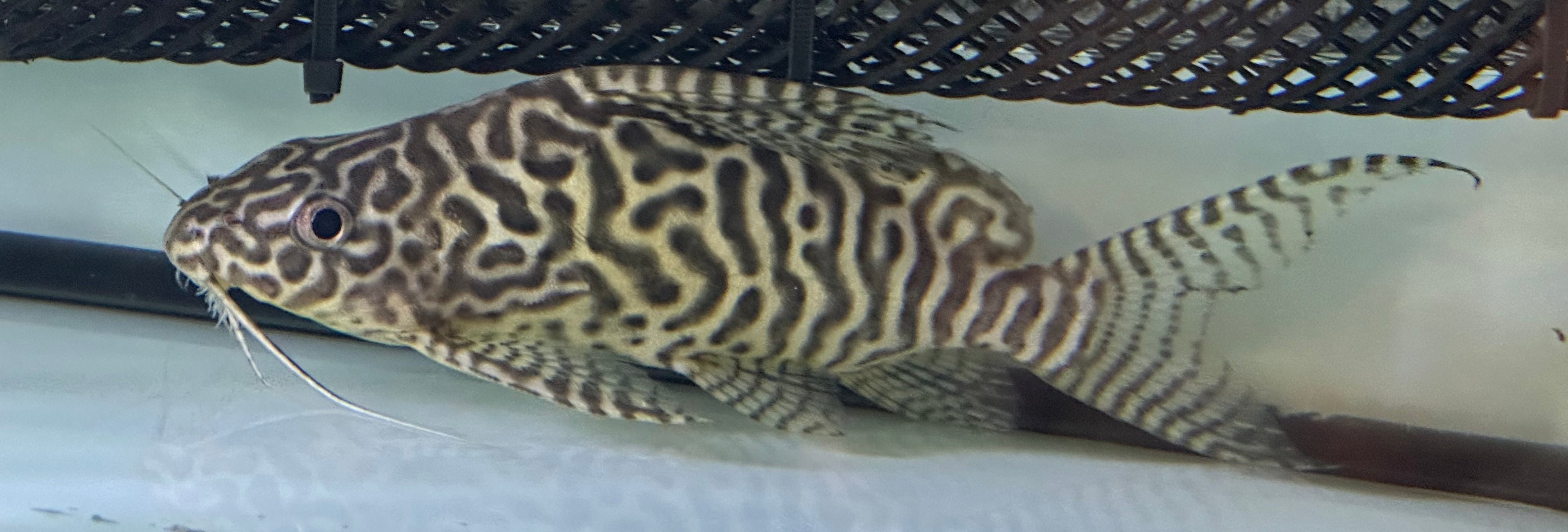 Hybrid Synodontis Catfish (5-6”)