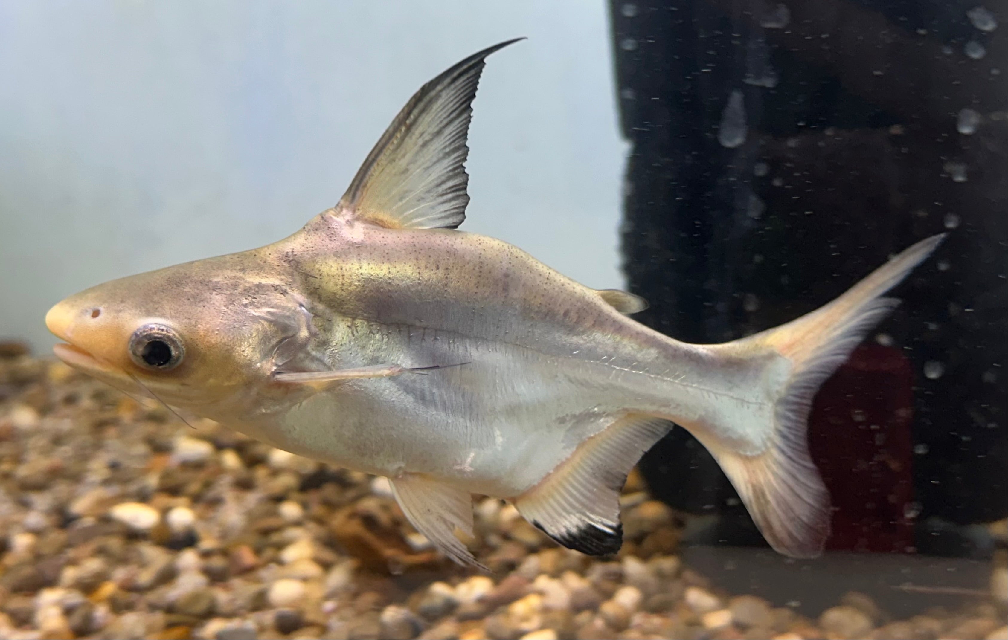 Shortbody Hifin Shark (7-8”)