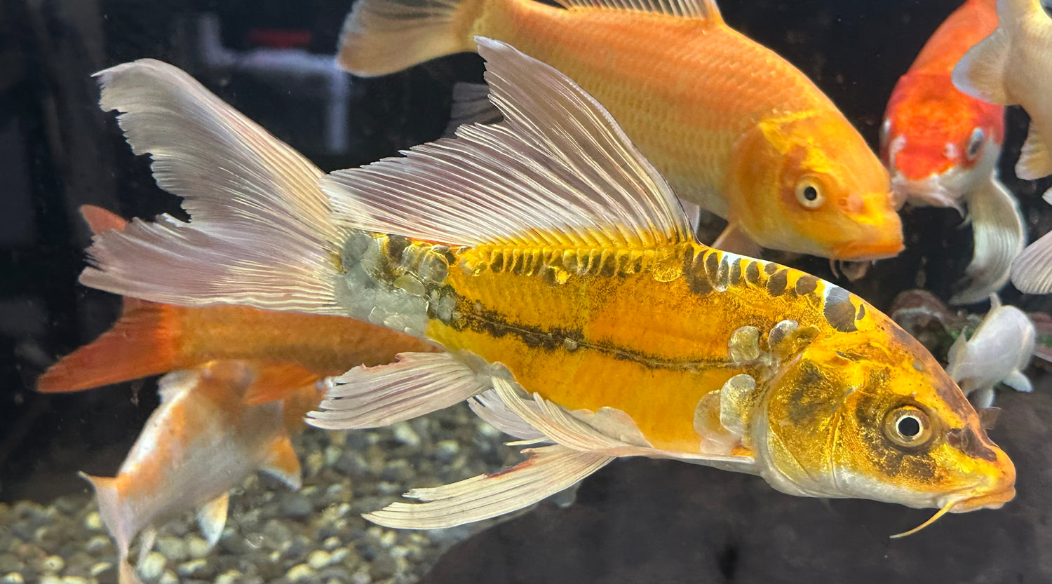 Large Assorted Koi (8-9”)
