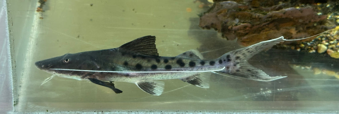 Piraiba Catfish (6”)