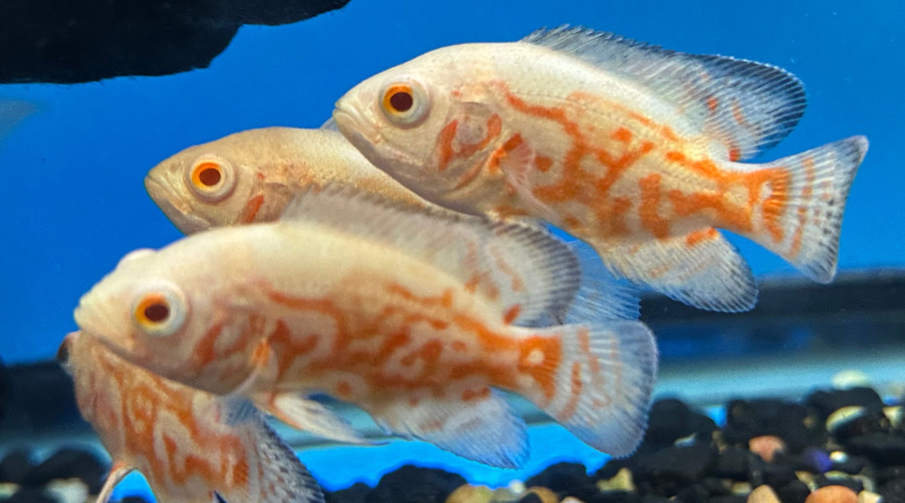 Albino Tiger Oscar (2”)