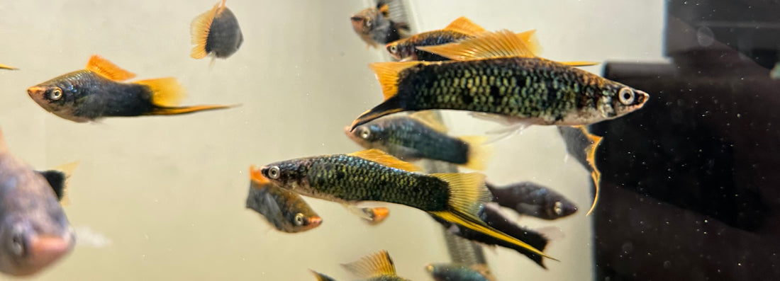 Large Black Swordtail (2.5-3”)
