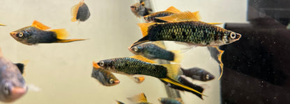 Black Swordtail (2-3”)