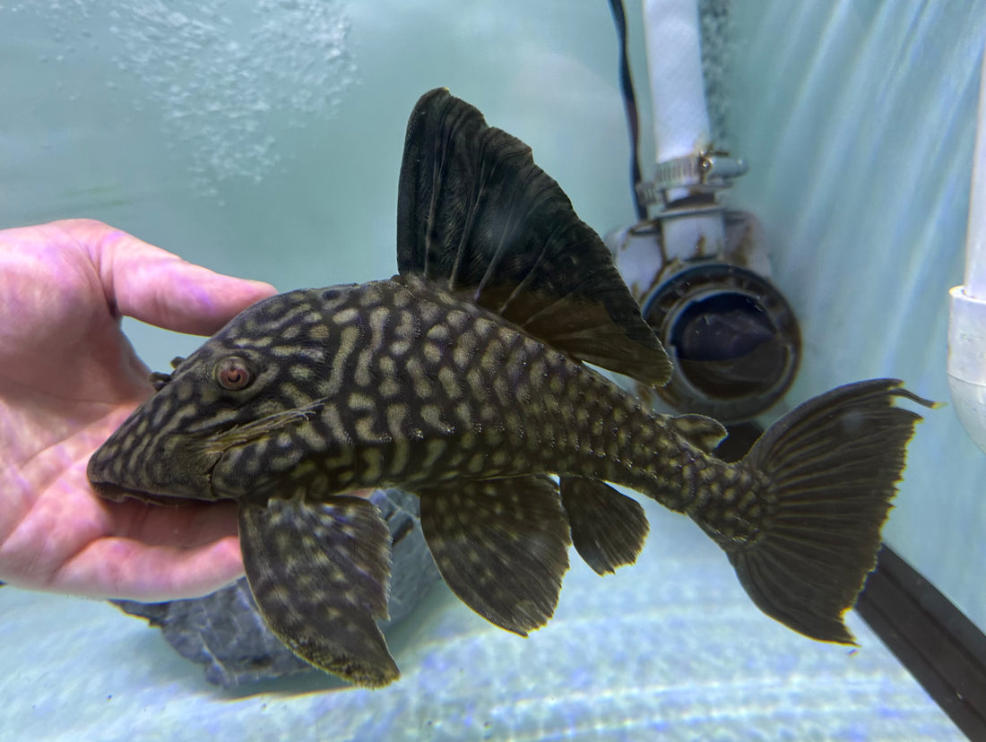 XL L330 Watermelon Pleco (11-12”)