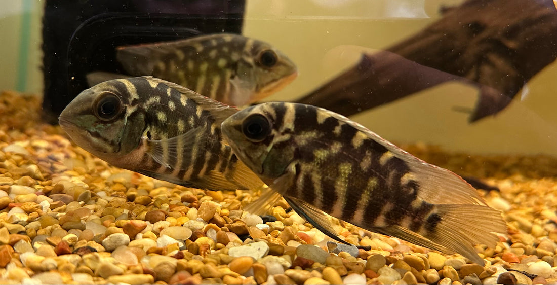 True Parrot Cichlid (3-4”)