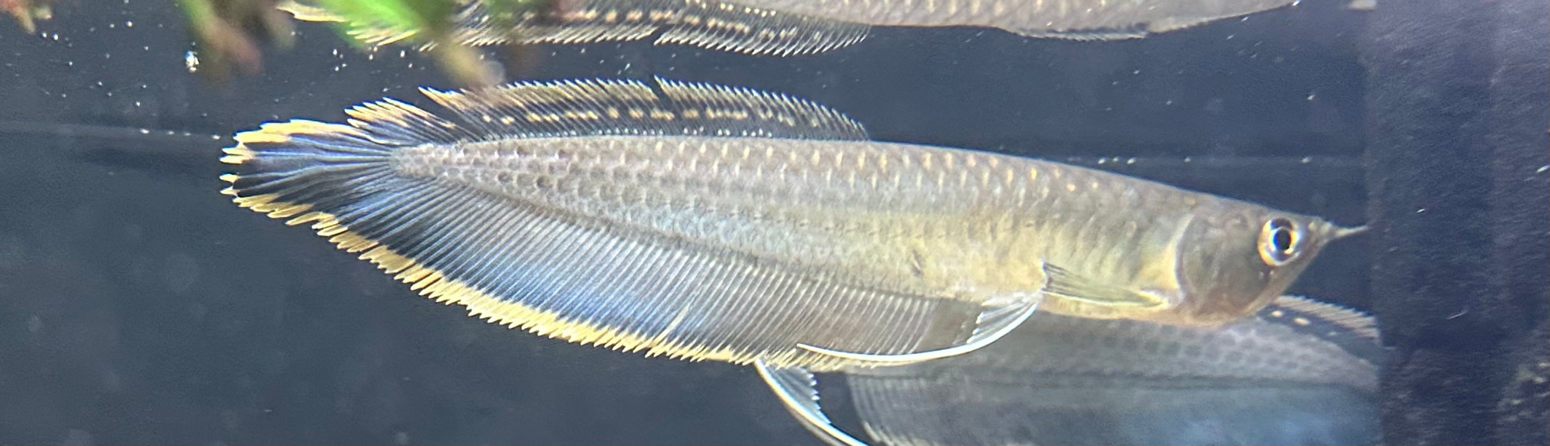 Black Arowana (7-8”)