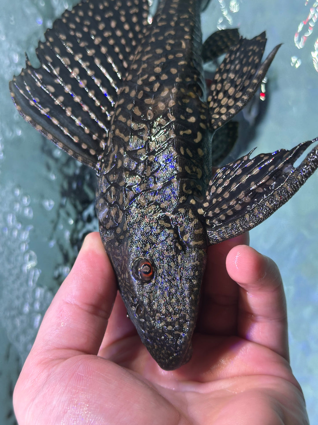 Gibbicepts Pleco (8-9”)