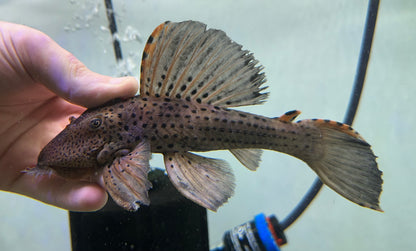 Jumbo L091 Three Beacon Pleco (7.5-8”)
