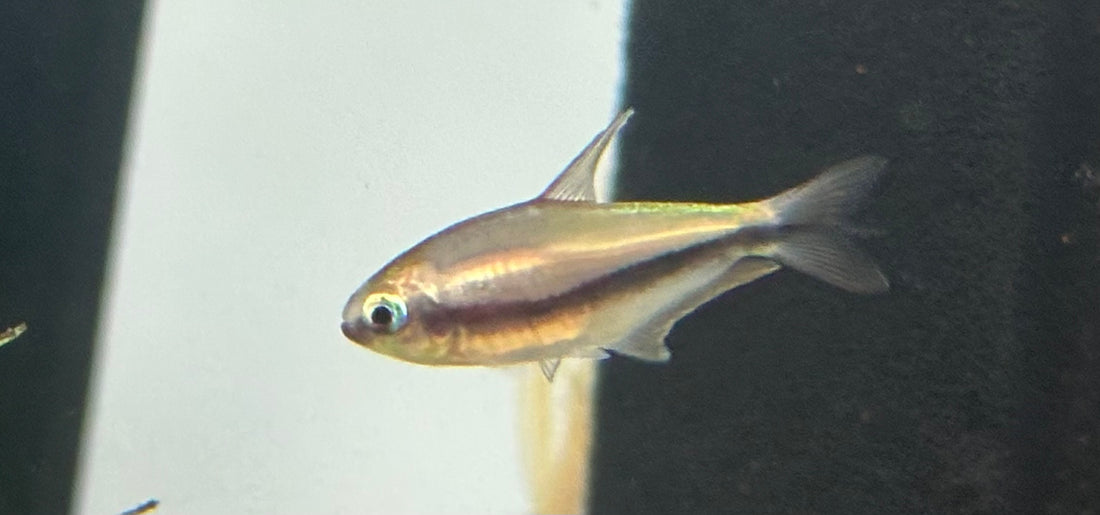 Tetra emperador (0,75-1”)