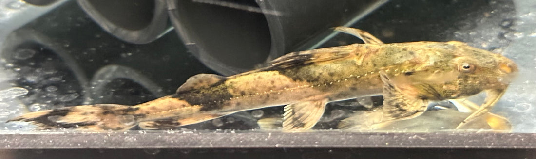 Rutilus Goonch Catfish (2.5-3”)