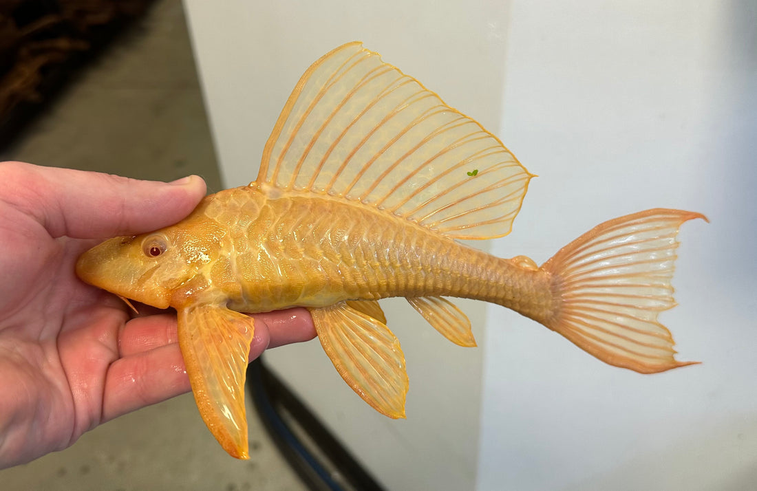 Albino Gibbicepts Pleco (8.5-9”)