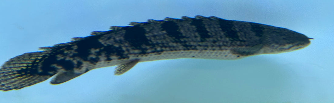 Eyeless “A Grade” Delhezi Polypterus (10”+)