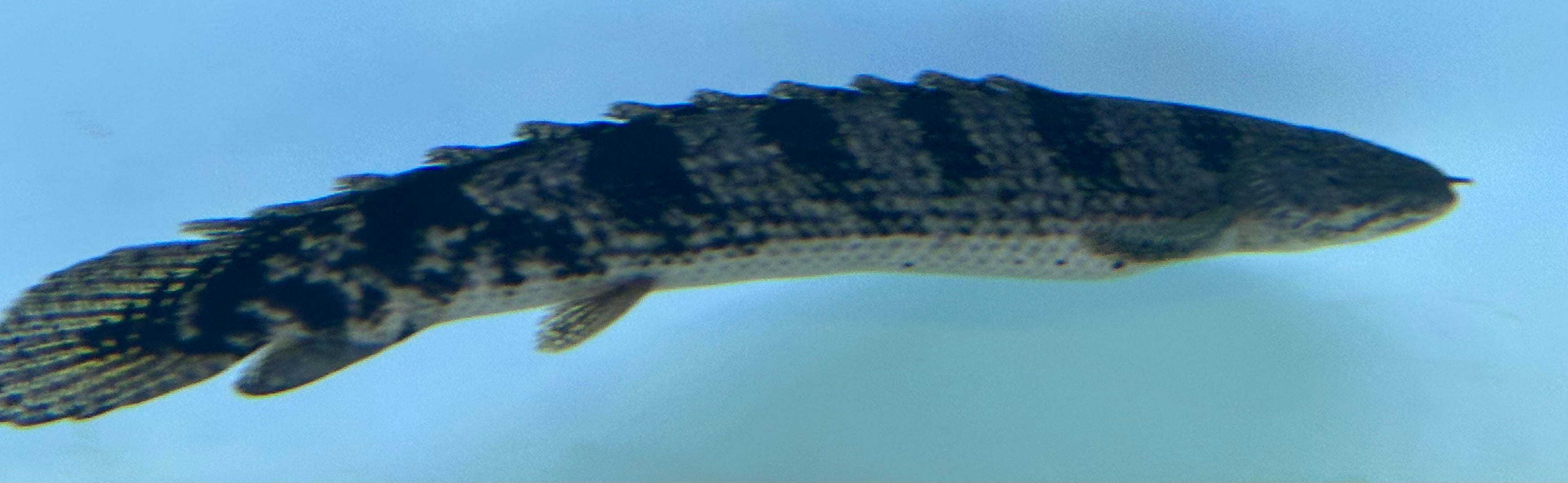 Eyeless “A Grade” Delhezi Polypterus (10”+)