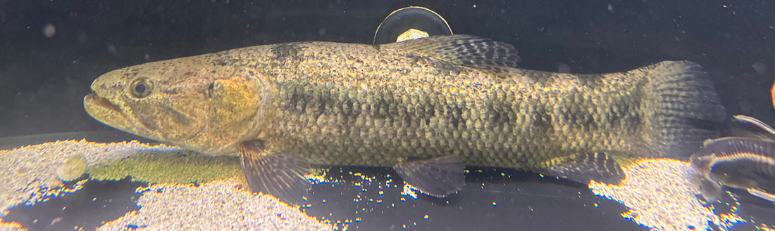 XL Green Lacerdae Wolf Fish (18-20”+)