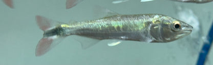 Affinis Dorado (3”)
