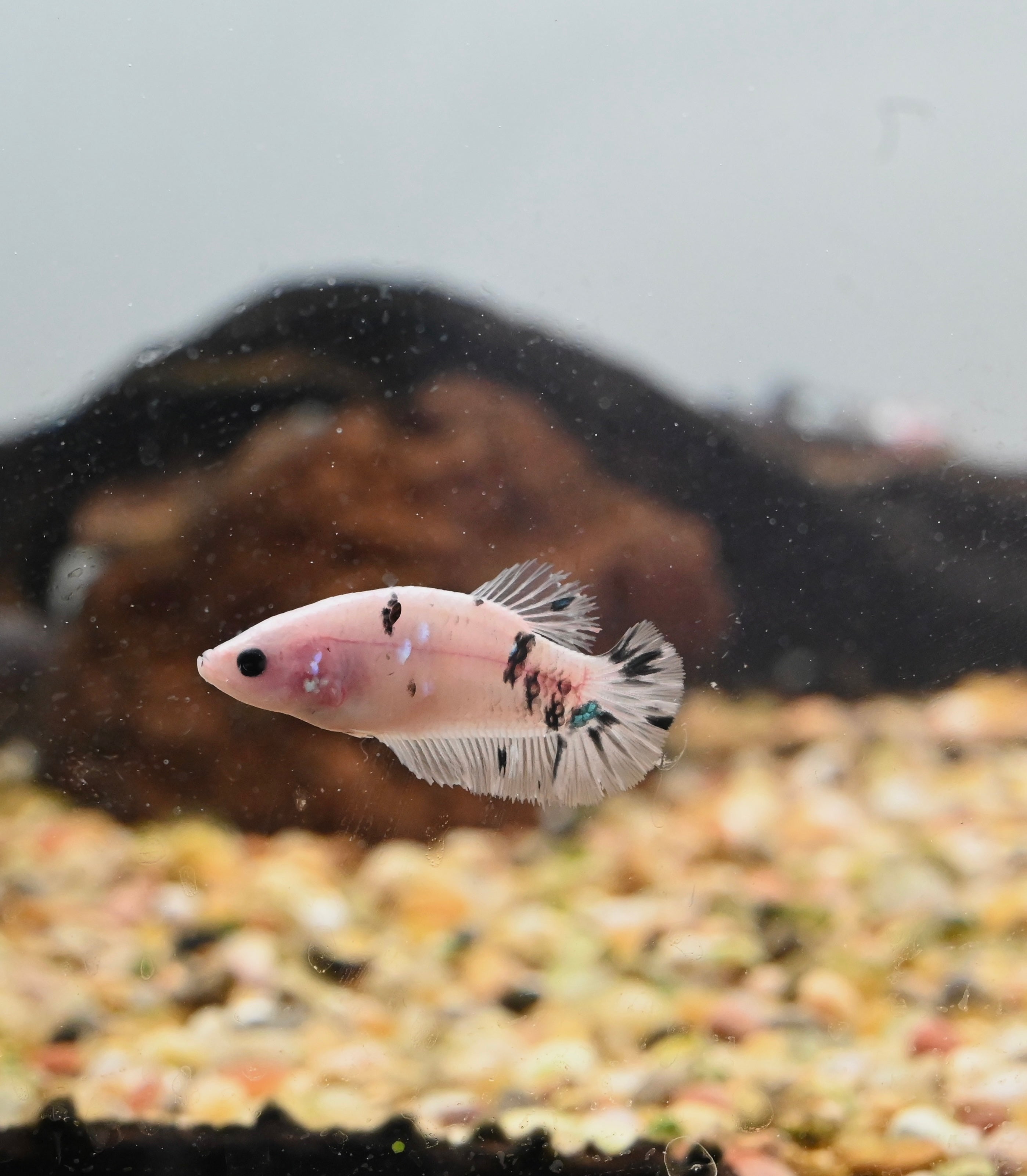 Mixed Female Bettas (1.5”)