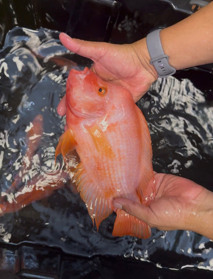 XL Mammon Hybrid Cichlid (9-10”)