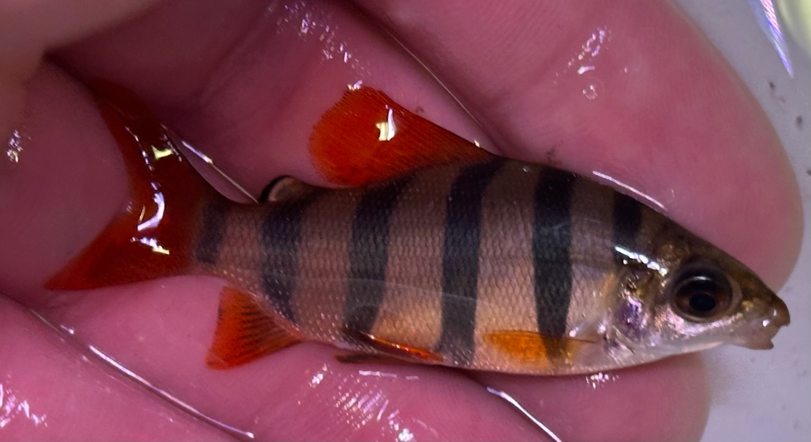 Distichodus sexfasciatus (2,5-3”)