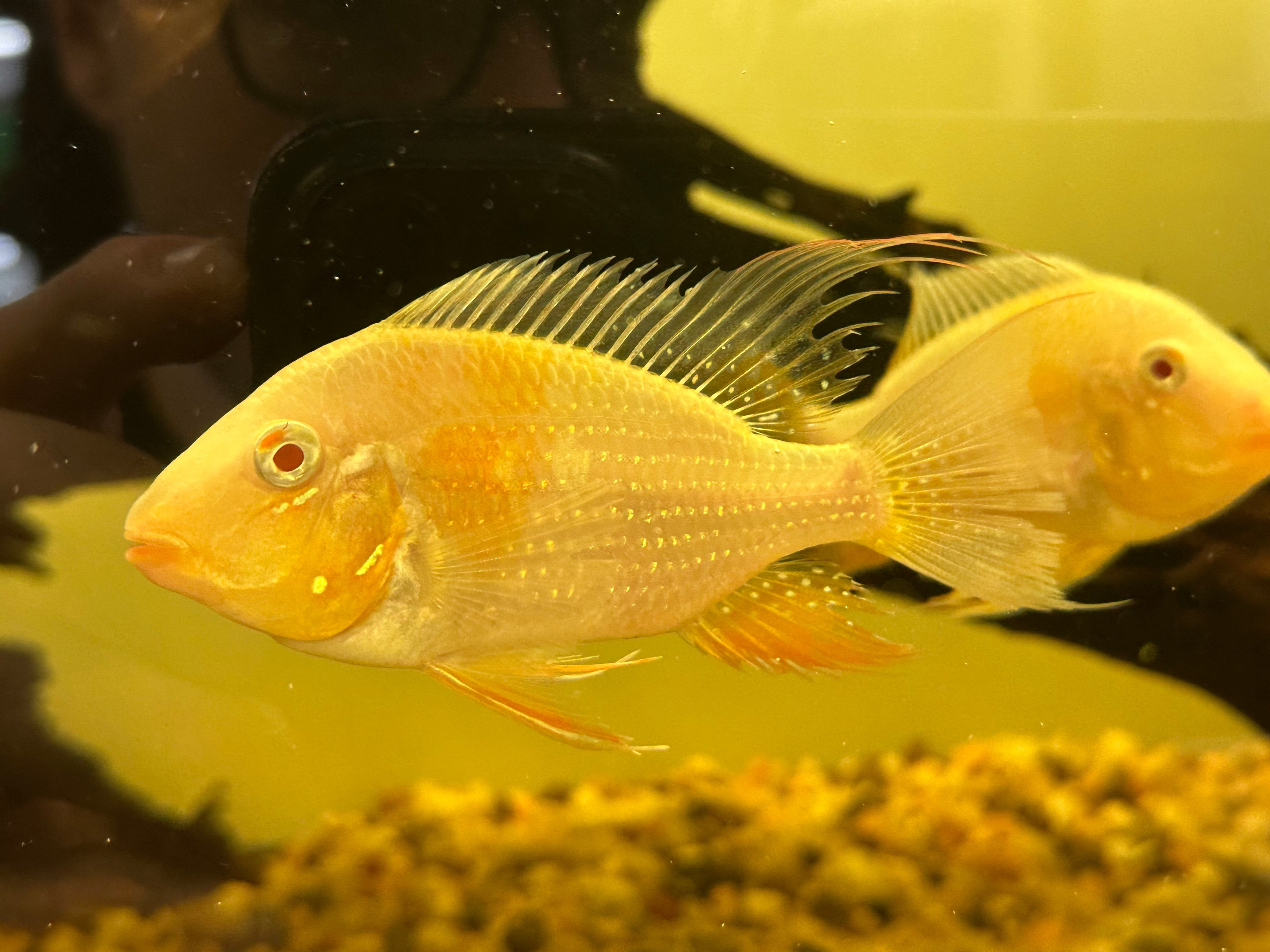 Albino Heckelii Geophagus Cichlid (3.5-4”)