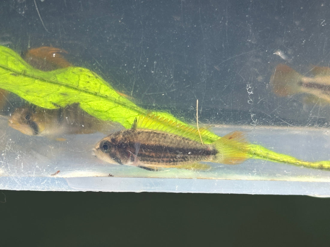 Orange Cockatoo Apisto Cichlid (1.25”)