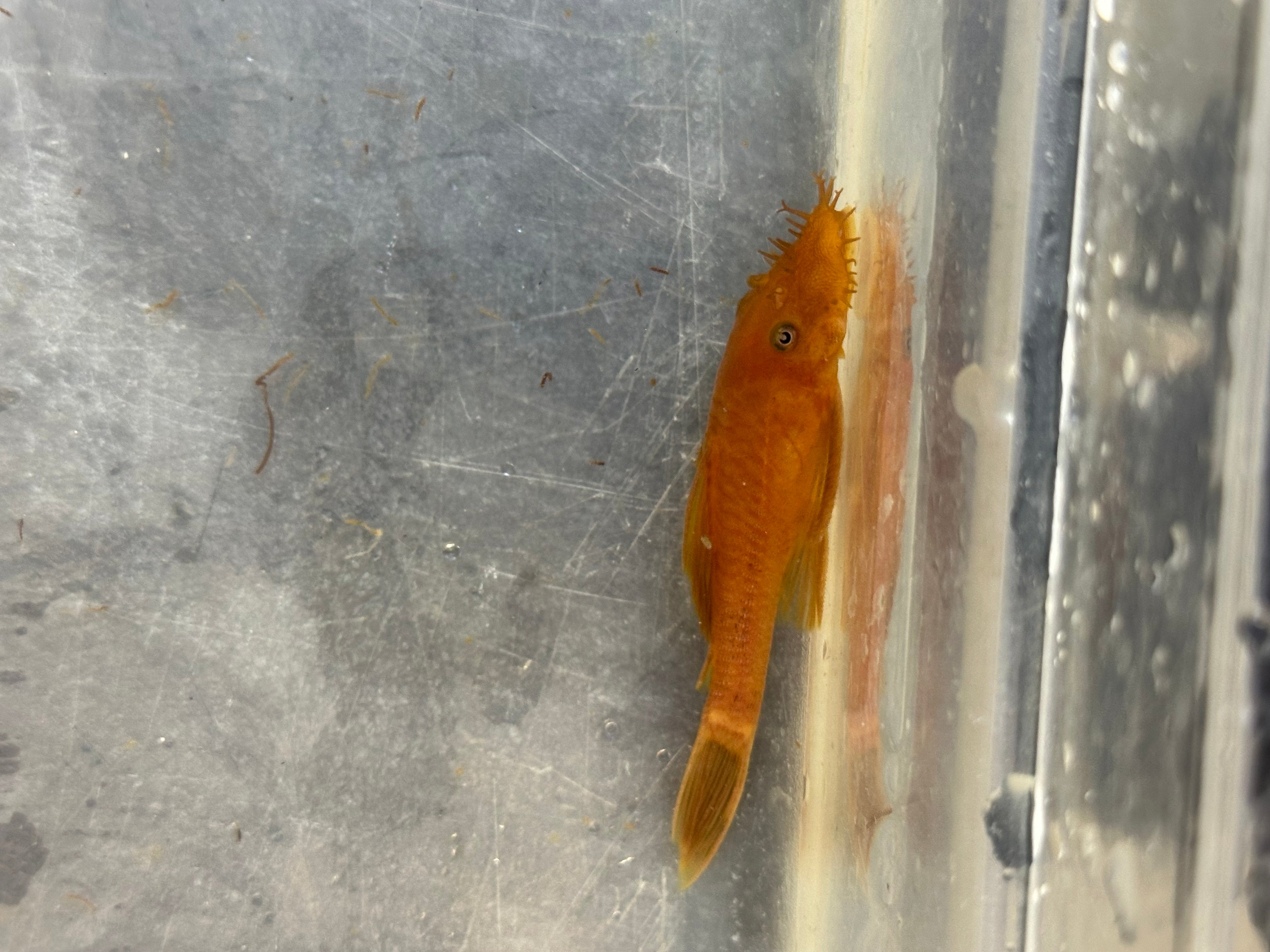 Medium Super Red Bushynose Pleco (2.25-2.75”)