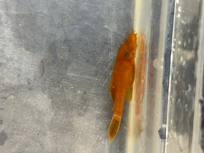 Medium Super Red Bushynose Pleco (2.25-2.75”)