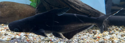 Iridescent Shark (10-11”)