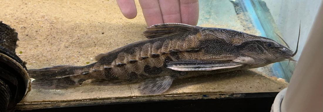 Irwini Catfish (8-9”)