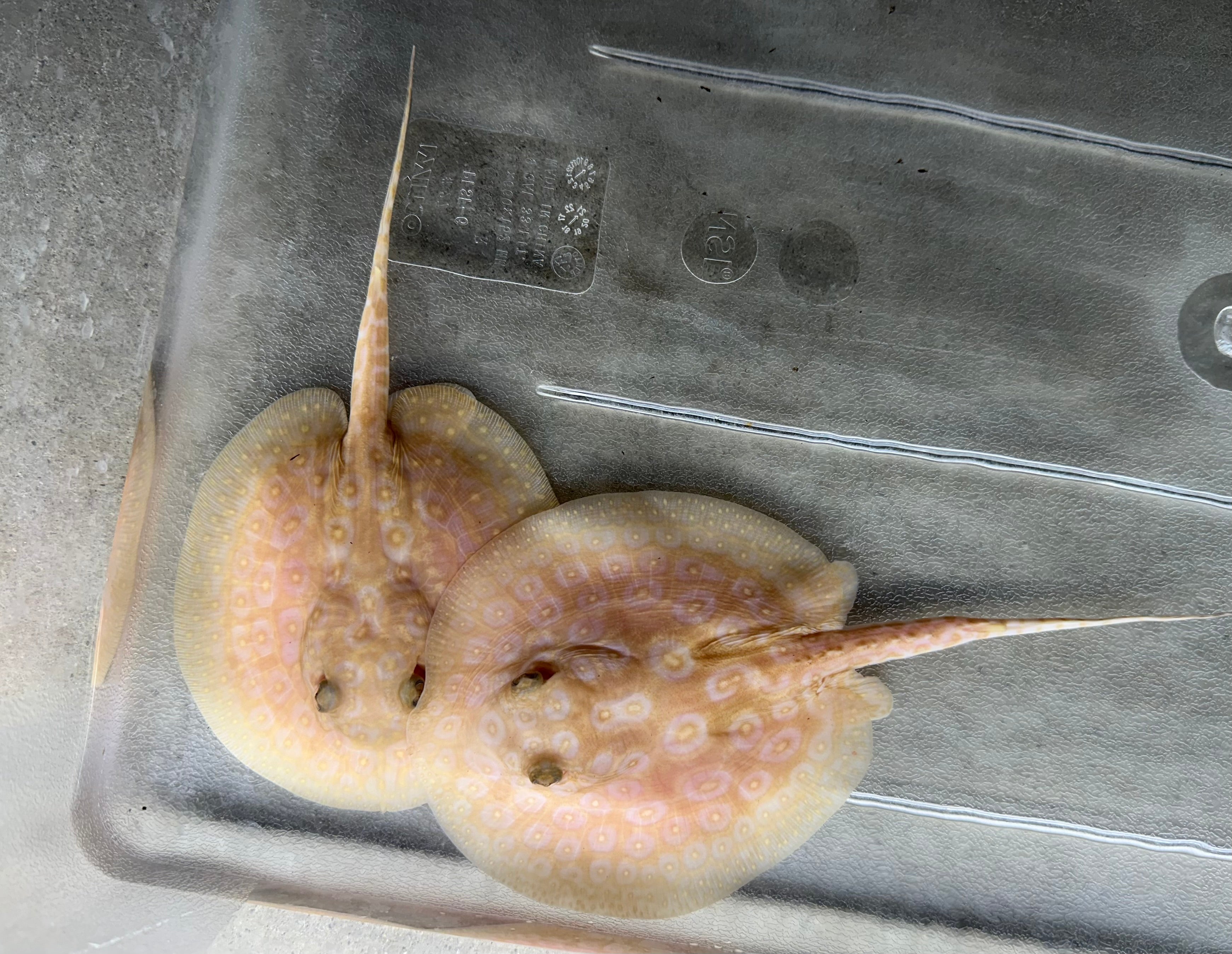 Albino Pearl Stingray (5”)