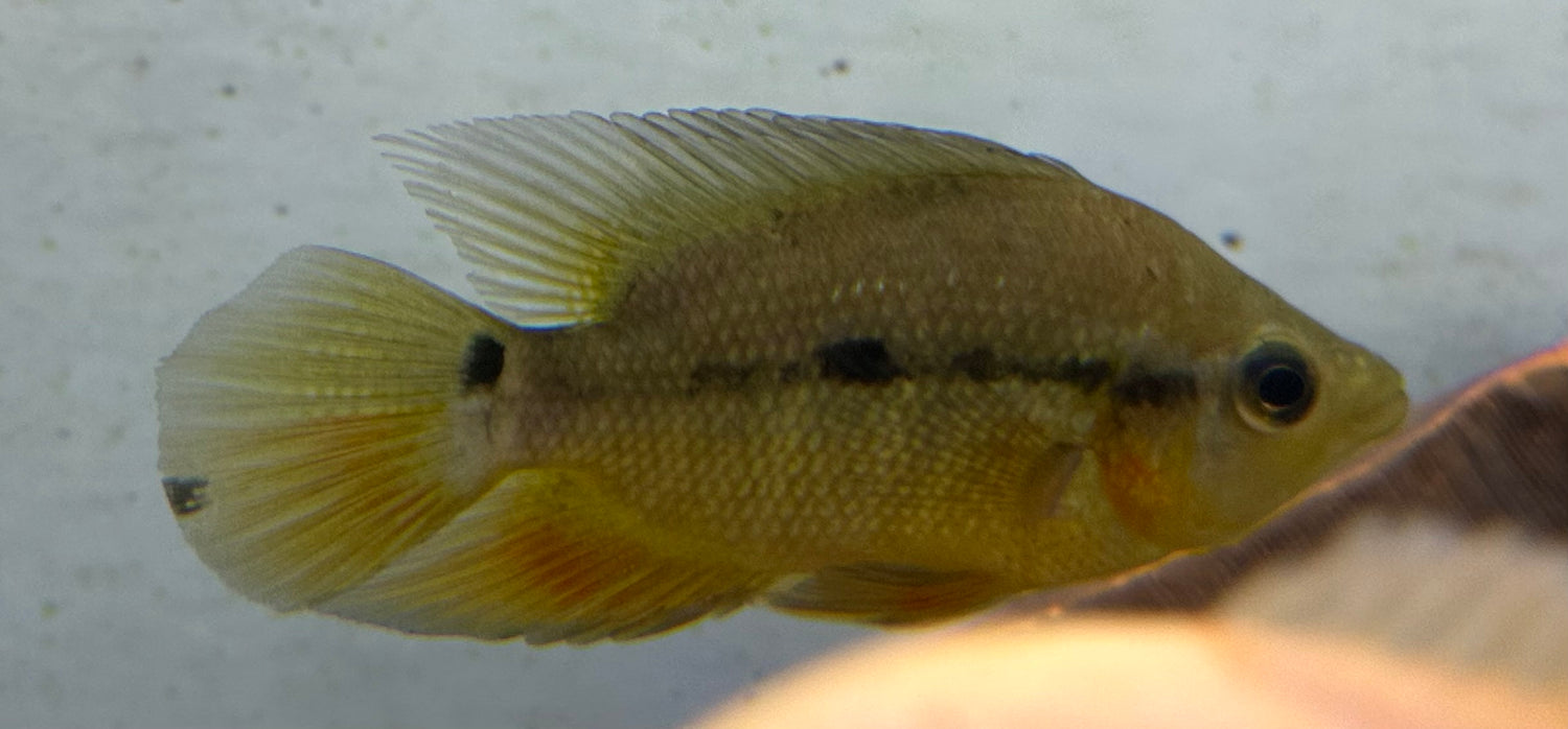 Basket Mouth Cichlid (4-5”)