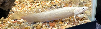 Platinum Senegal Polypterus (6”)