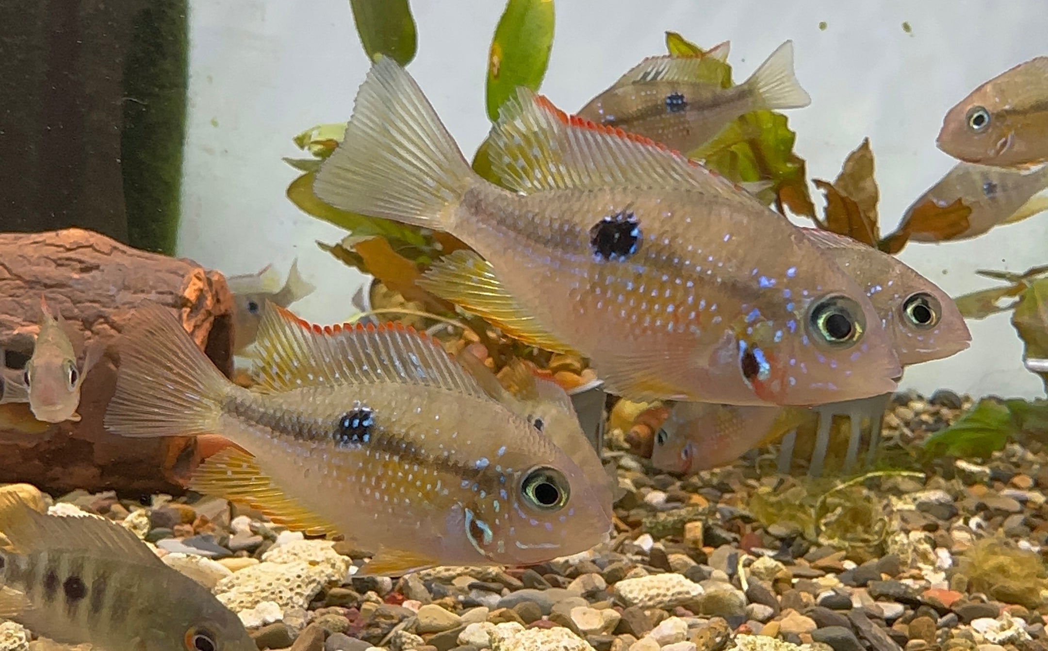 Ellioti Cichlid (2”)