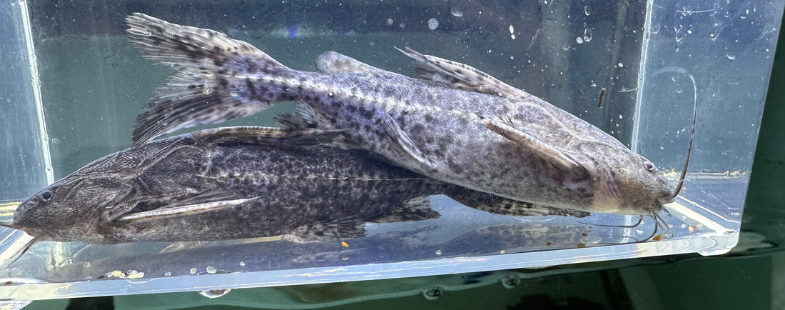 Granulosus Catfish (4”+)