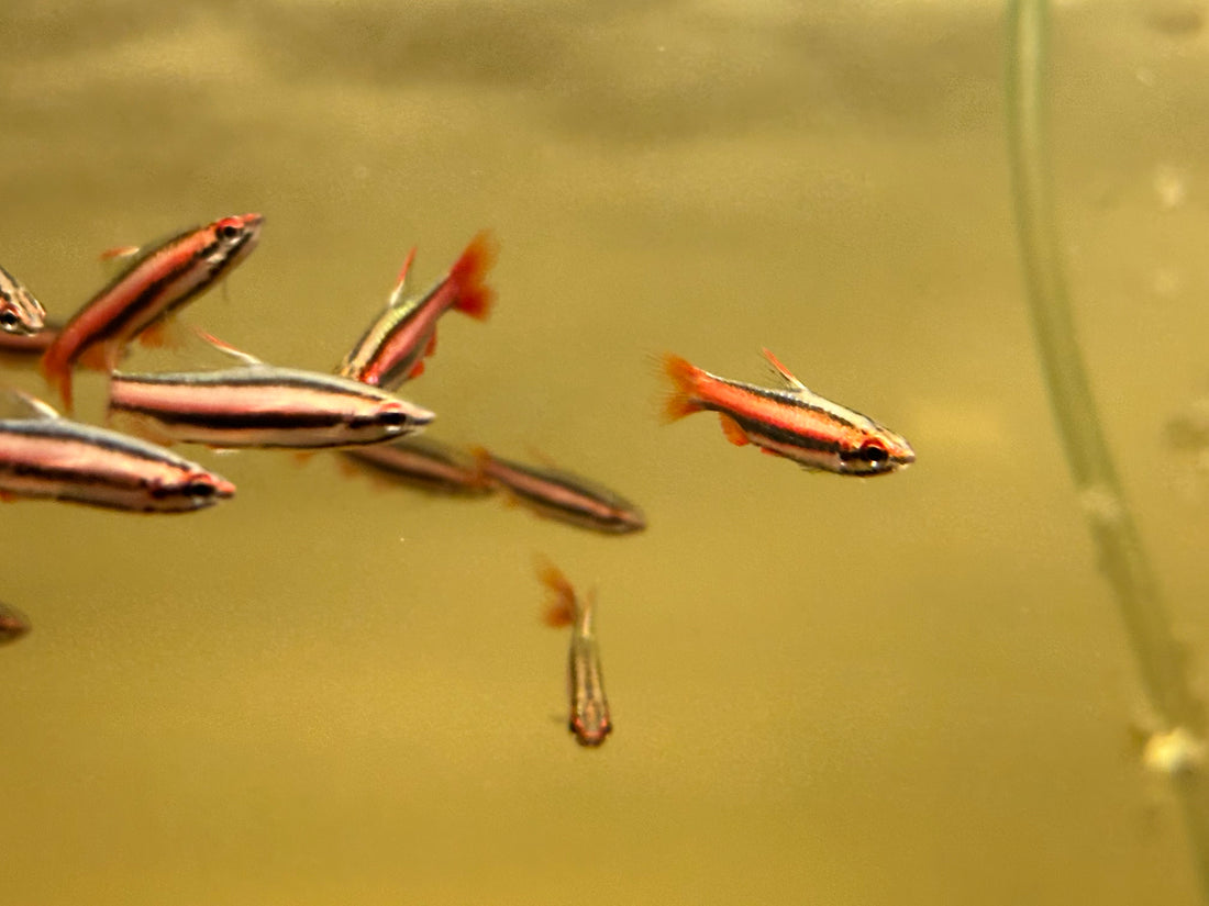 Coral Red Pencil Fish (.75-1”)