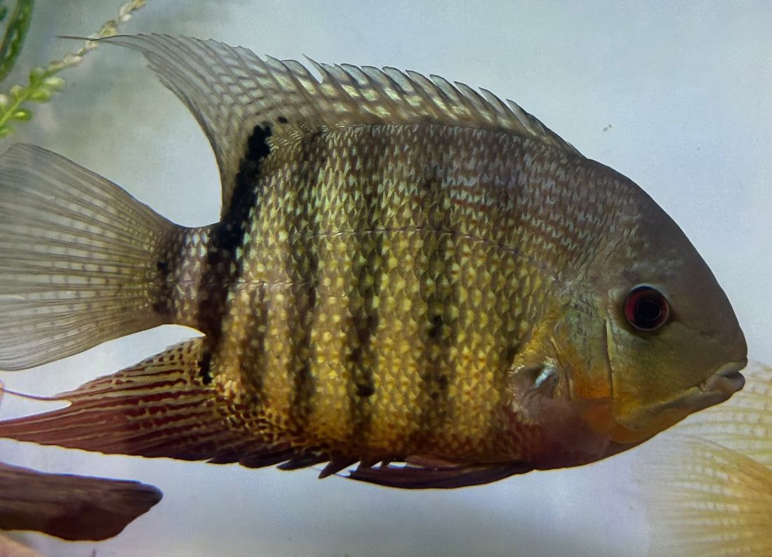 Jumbo Green Severum (8”+)