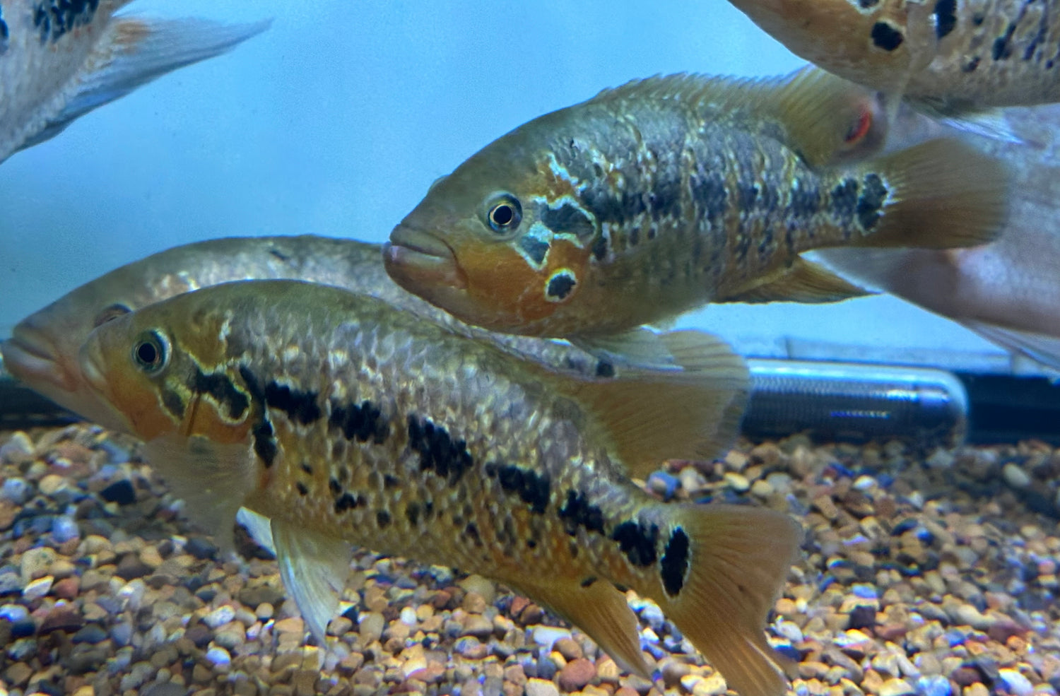 Large Red Tiger Motaguense (6-6.5”)