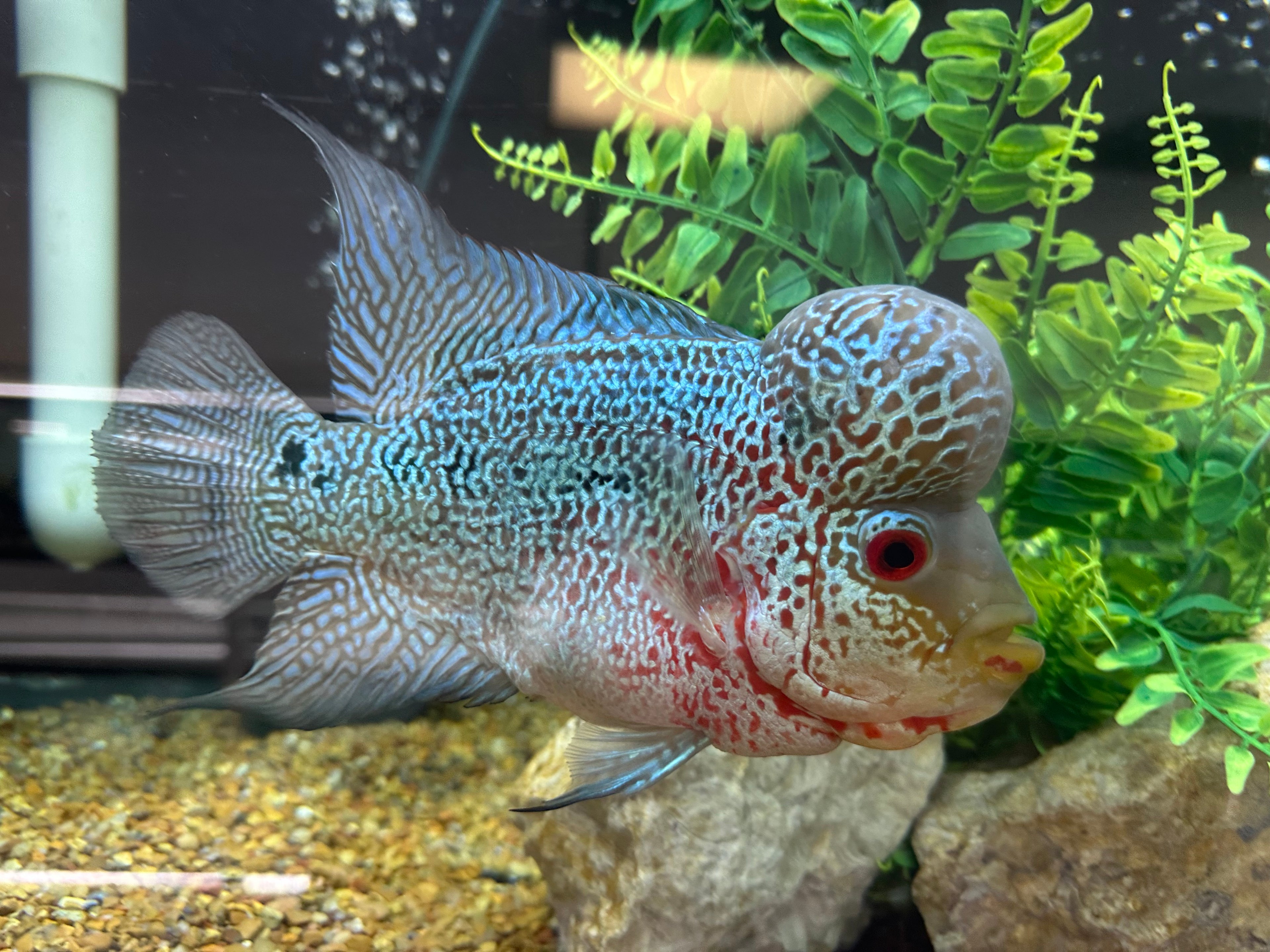 XL Komalau Flowerhorn (7-8”)