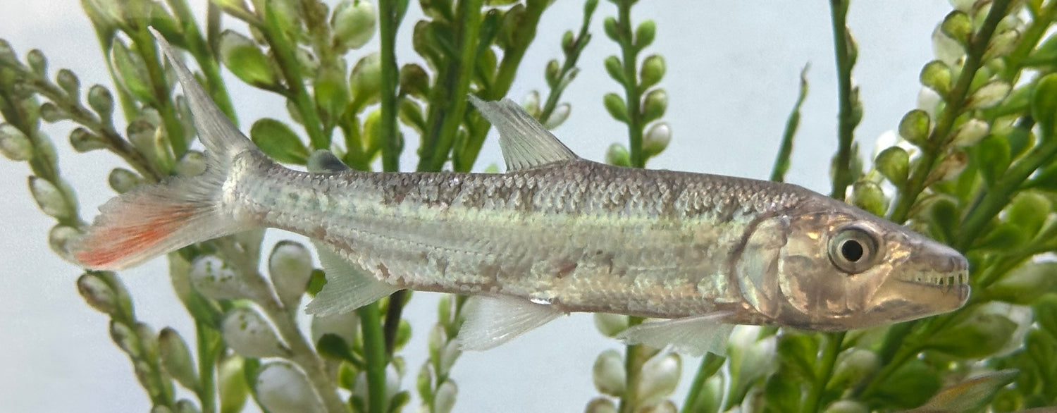 Goliath Tiger Fish (4.5-5”)