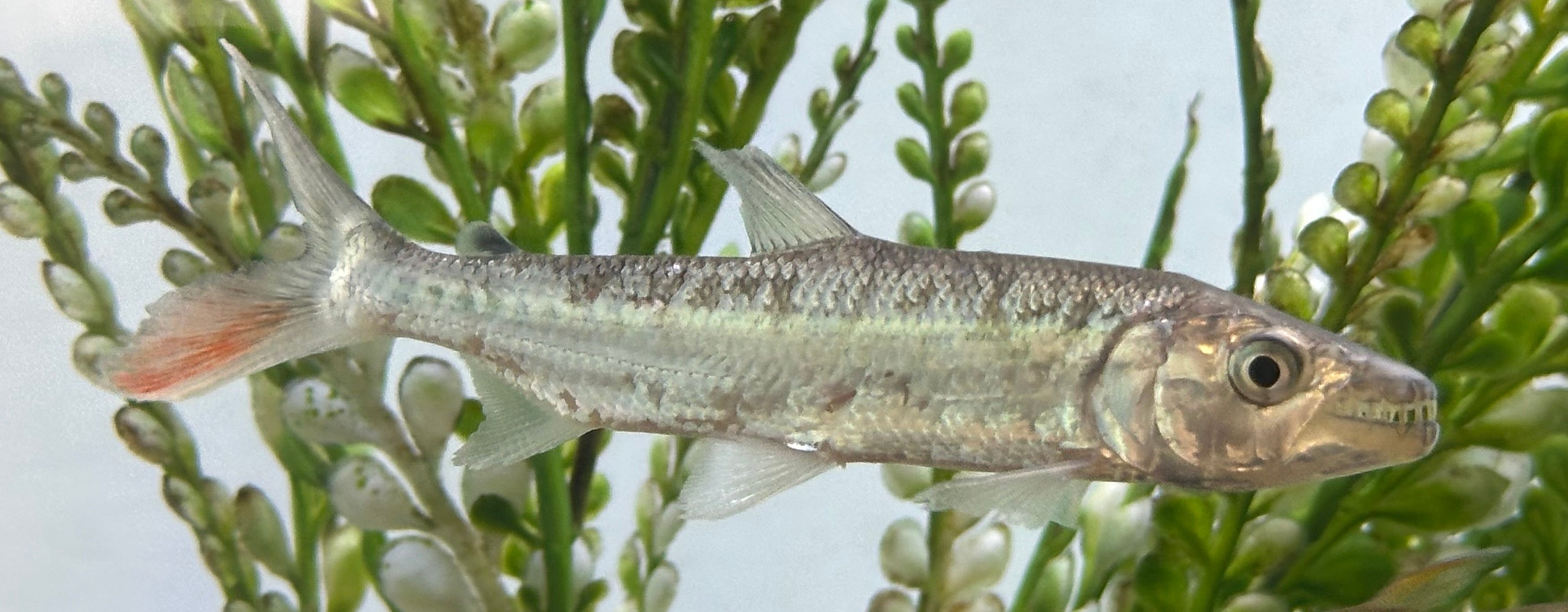 Goliath Tiger Fish (4.5-5”)