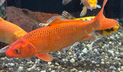 Large Assorted Koi (8-9”)